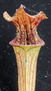 S. x moorei - 'Bud Wilkerson' 