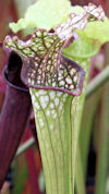 S. leucophylla - Chipola River