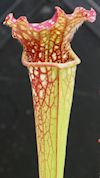 S. leucophylla - Chipola River