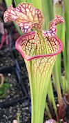 S. leucophylla - Bens Bog, Bal