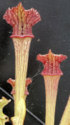 S. leucophylla - Bens Bog, Bal