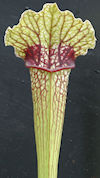 S. 'Unknown hybrid' - MK H140 