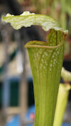 S. 'Unknown hybrid' - MK H140 