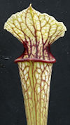 S. 'Unknown hybrid' - MK H140 