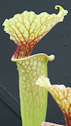 S. leucophylla - Red & white -