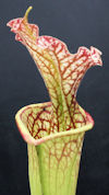 S. leucophylla - Gas Station S