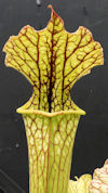 S. leucophylla - Gas Station S