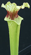S. flava var. rubricorpora - H