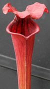 S. flava var. rubricorpora - H