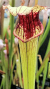 S. flava var. rubricorpora - H