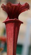 S. flava var. rubricorpora - H