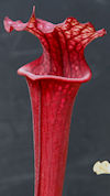 S. flava var. rubricorpora - H