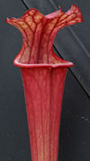 S. flava var. rubricorpora - H