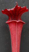 S. flava var. rubricorpora - H