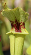 S. flava var. rubricorpora - H