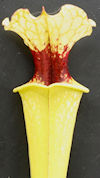 S. flava var. rubricorpora - H