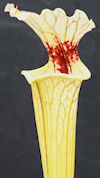 S. flava var. rubricorpora - H