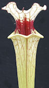 S. flava var. rubricorpora - H