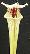 S. flava var. rubricorpora - H