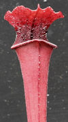 S. flava var. rubricorpora - H