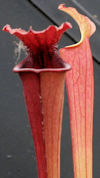 S. flava var. rubricorpora - H