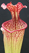 S. leucophylla - Red & white -
