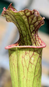 S. leucophylla - Red & white -