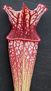 S. leucophylla - Red & white -