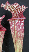 S. leucophylla - Red & white -