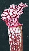 S. (leucophylla x 'Diane Whitt