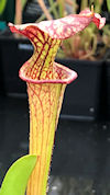 S. x moorei - Large red veined