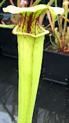 S. x moorei - Large red veined