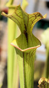 S. x moorei - Large red veined