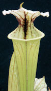 S. x moorei - Large red veined