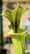 S. x moorei - Large red veined