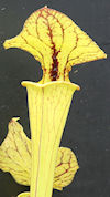 S. x moorei - Large red veined