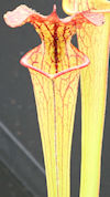 S. x moorei - Large red veined