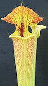 S. x moorei - Large red veined