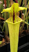 S. x moorei - Large red veined