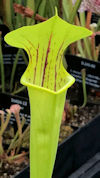 S. x moorei - Large red veined