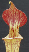 S. x moorei - Large red veined