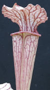 S. leucophylla - 'Schnells Gho