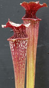 S. leucophylla - Giant x (alat