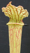 S. leucophylla - Giant x (alat