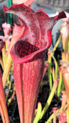 S. leucophylla - Red & white -