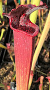 S. leucophylla - Red & white -