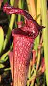S. leucophylla - Red & white -