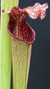 S. leucophylla - Red & white -