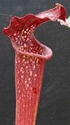 S. leucophylla - Red & white -