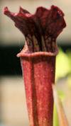 S. leucophylla - Red & white -